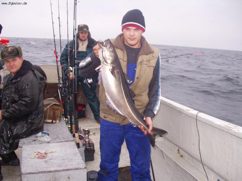 --Seelachs - ������� (����������)