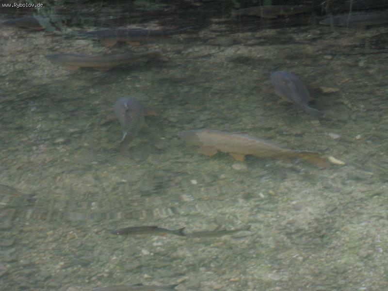 --�������. - ������� (����������)