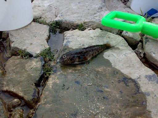 --�����! - ������� (����������)