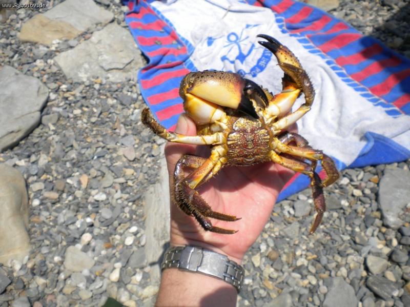 --������ �� ׸���� ���� ! ������� �� ������ ! :-) ������� , ������� , ������� ! - ������� (����������)