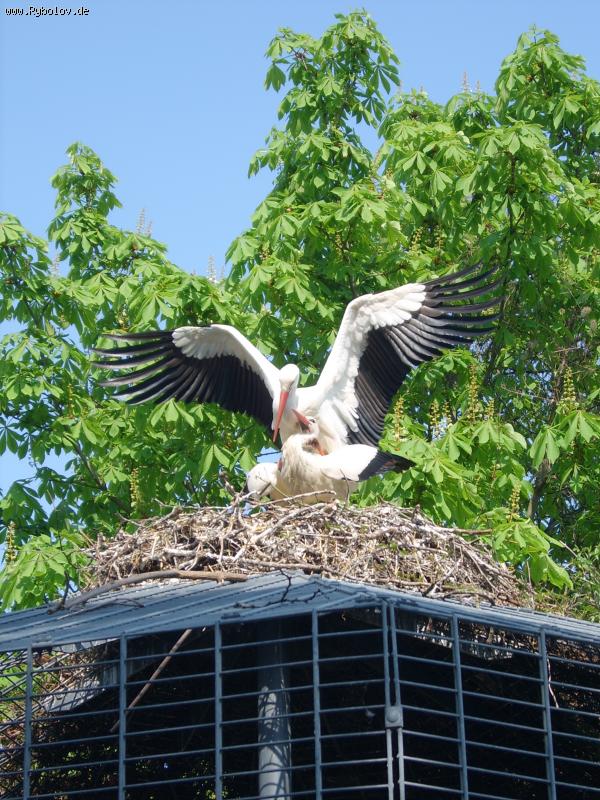 --������ ������� ... - ������� (����������)