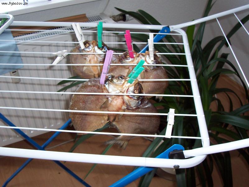 --����� ���� - ������� (����������)