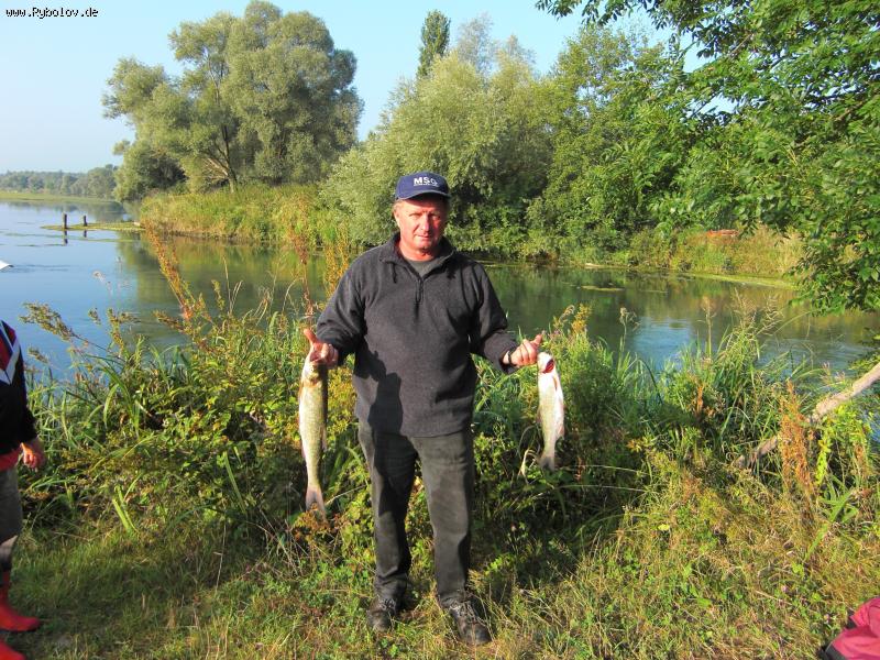 --Plopsheim Rapfen -  ()