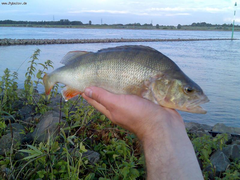 --����� - ������� (����������)