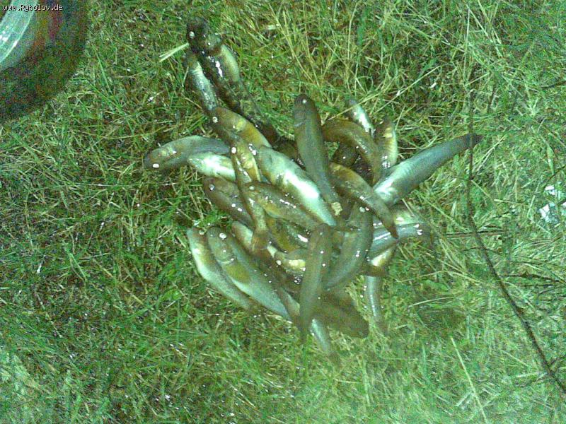 --"�����" ��� ���������� �� ����� - ������� (����������)