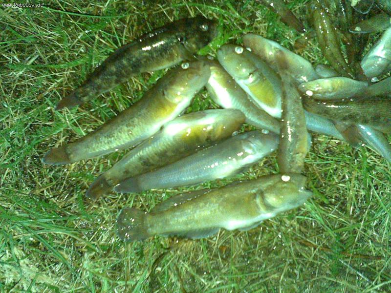 --��� ���� "�����" - ������� (����������)