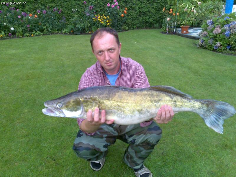 --Zander aus Holland -  ()