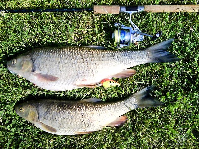 --���������� ������� - ������� (����������)