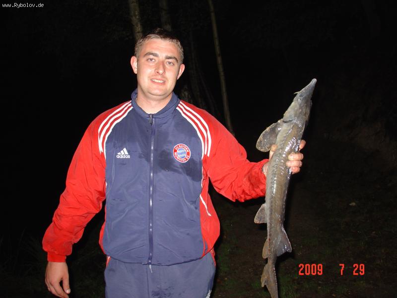 --sterljatka - ������� (����������)