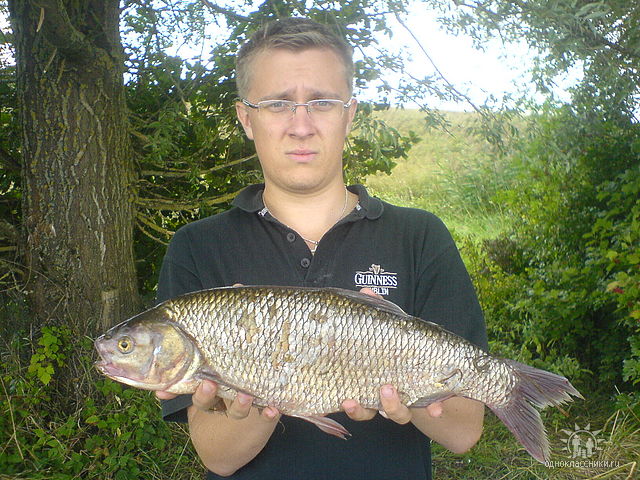 --D&ouml;bel - ������� (����������)