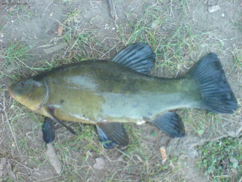 --Schleie - ������� (����������)