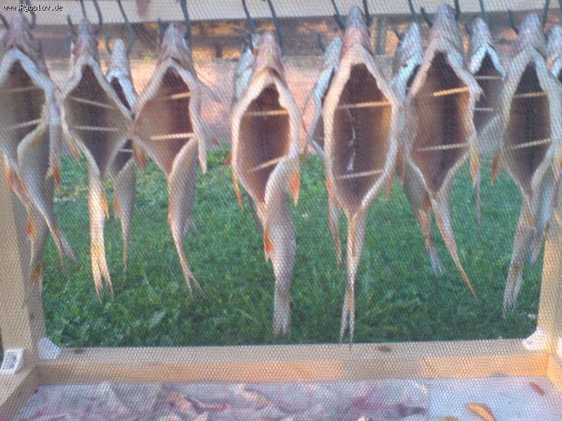 --����� ���� - ������� (����������)