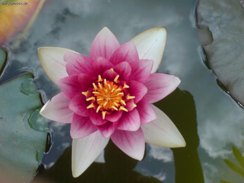 --Teichrose - ������� (����������)