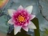 Teichrose -  ()