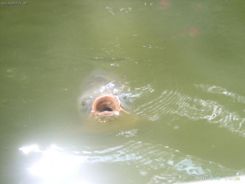 --������ ���� - ������� (����������)