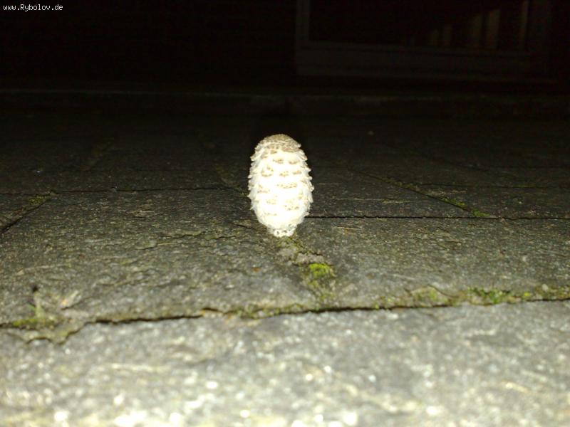 --����� �� �������� - ������� (����������)