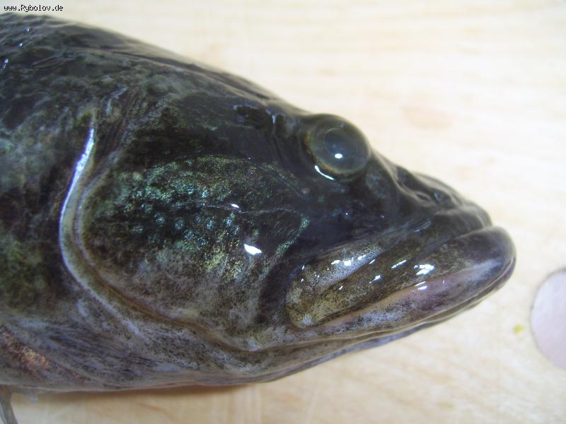 --����� - ������� (����������)