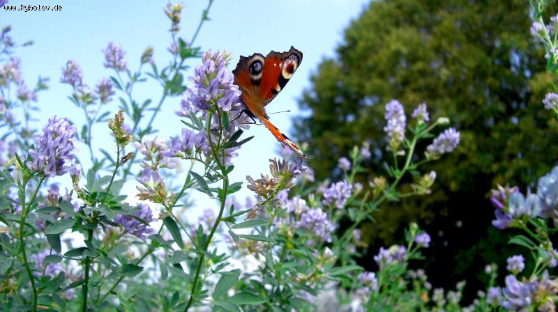 --��� ��������. - ������� (����������)