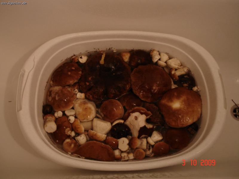 --����� �����.���� ������. - ������� (����������)