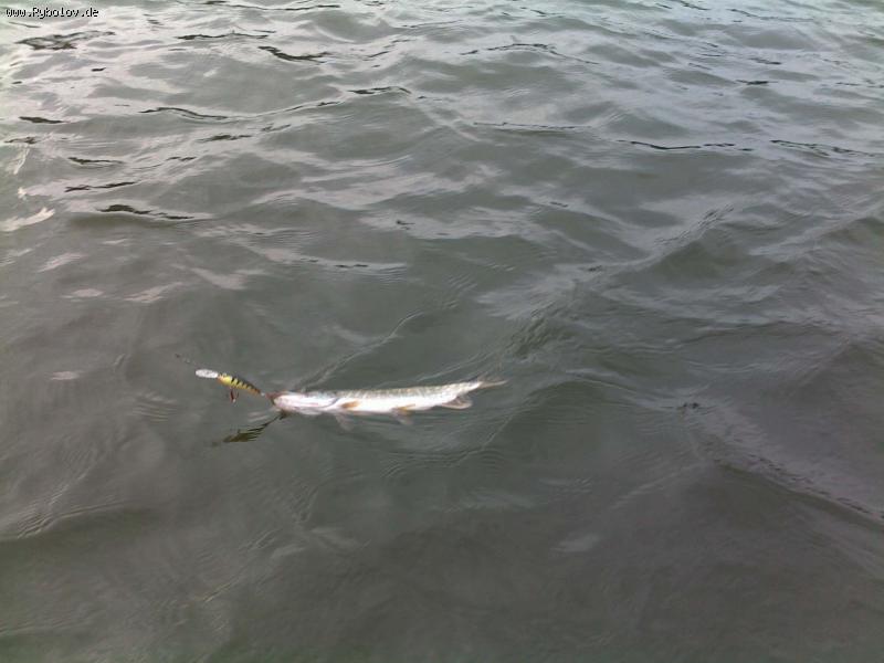 --�����. - ������� (����������)