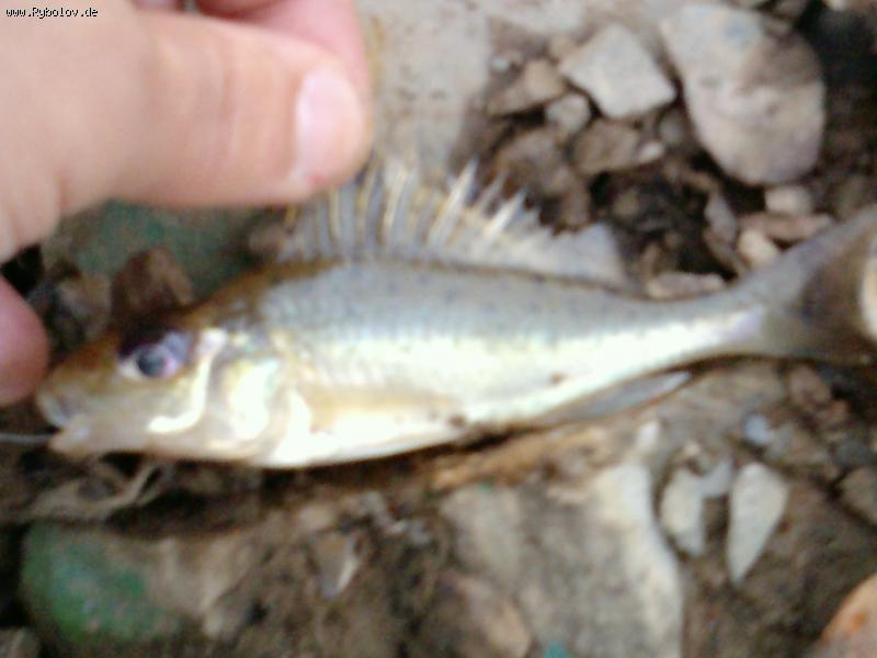 --���� ��������� ��� �������! - ������� (����������)