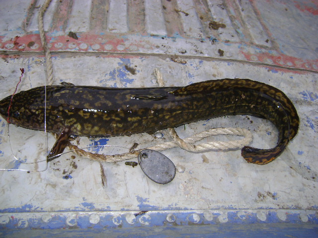 --����������� ����� - ������� (����������)