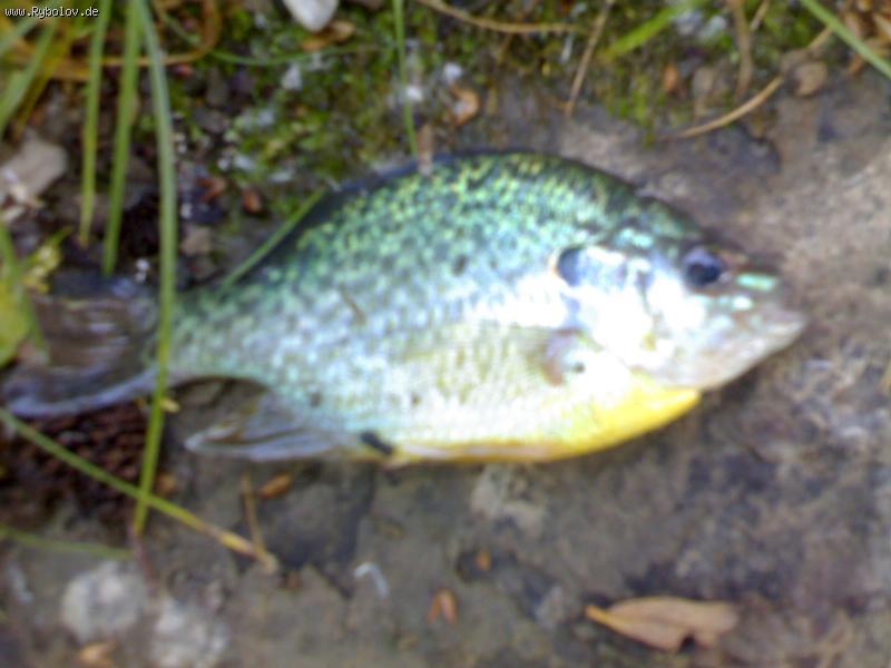 --����-��� - ������� (����������)