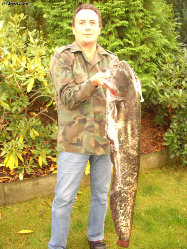 --Wels 1,2 m. 12.5 kg. -  ()