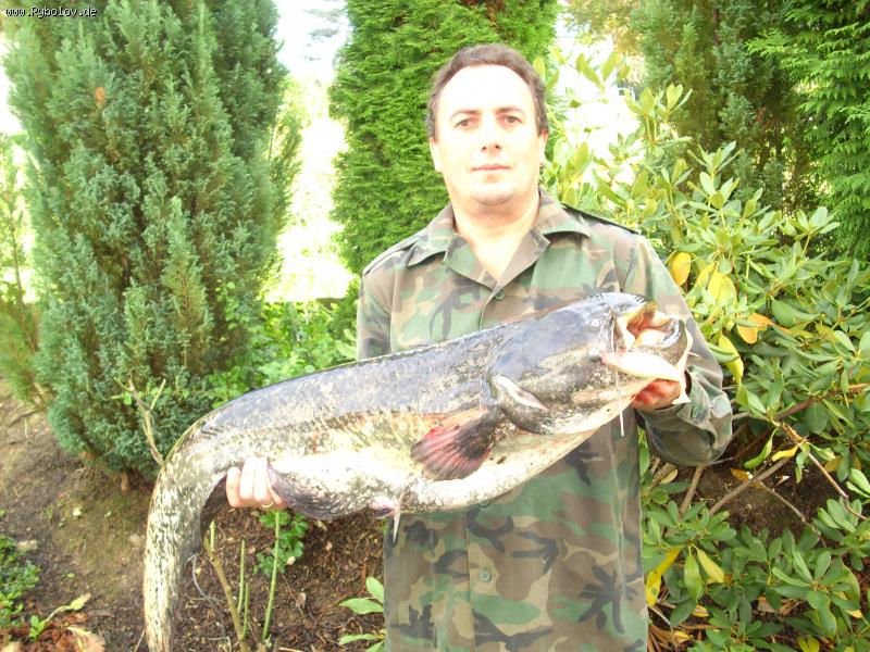 --Wels 1,2 m. 12.5 kg. -  ()