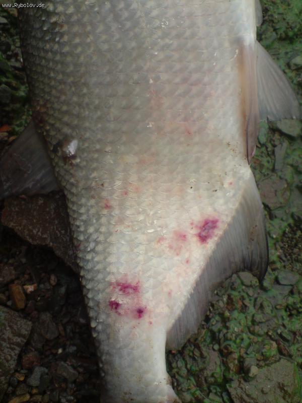 --��� � Edersse - ������� (����������)