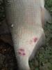 Лещ с Edersse - рыбалка (фотоальбом)