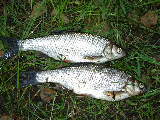 --����������� ����� - ������� (����������)