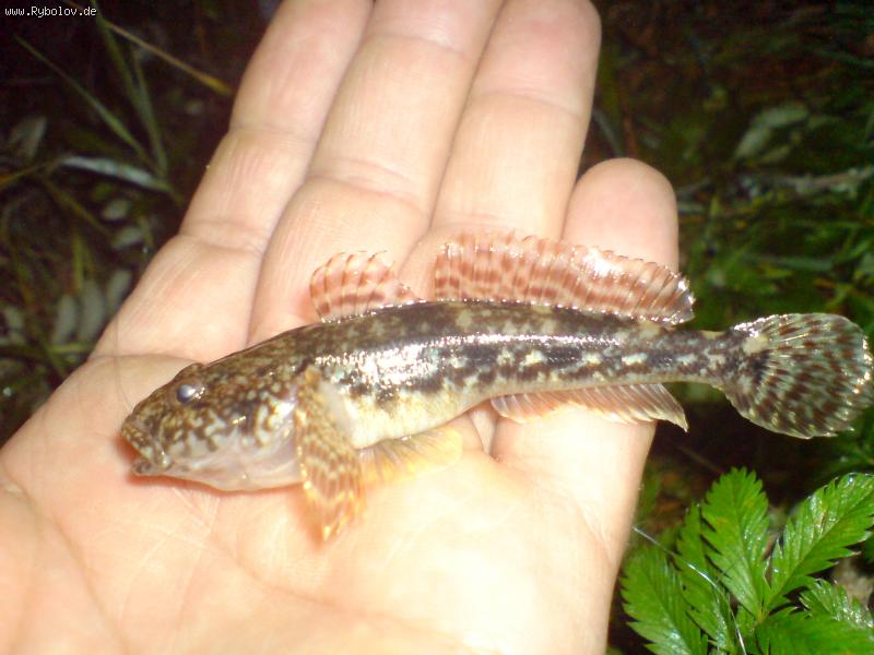 --����������� �����. - ������� (����������)