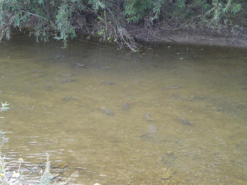 --�������.��������2009 - ������� (����������)