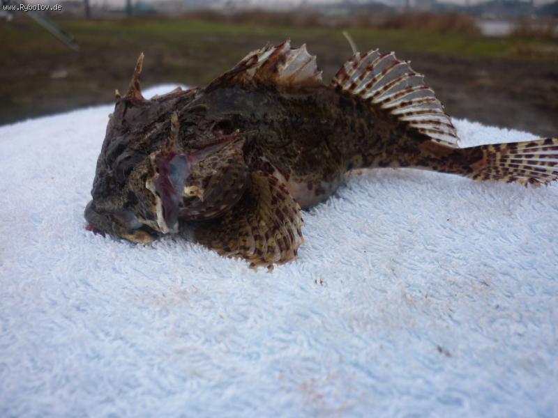 --Zwer. - ������� (����������)