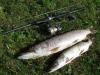 My ESOX-Killer - рыбалка (фотоальбом)