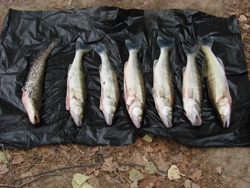 --��� ��� ����� ������� ����-������� ����� �� 1 ���! - ������� (����������)