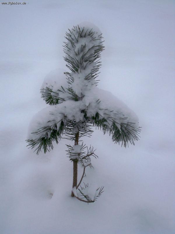 --������ - ������� (����������)