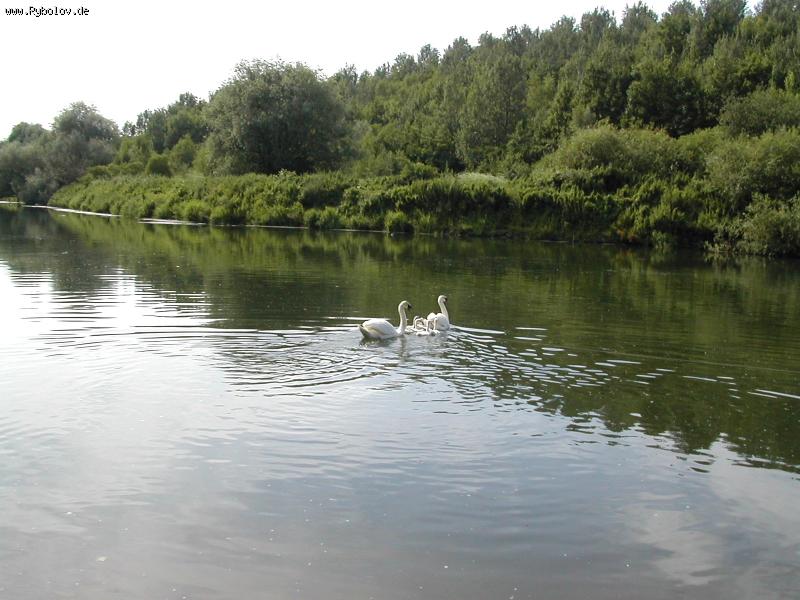 --����� - ������� (����������)