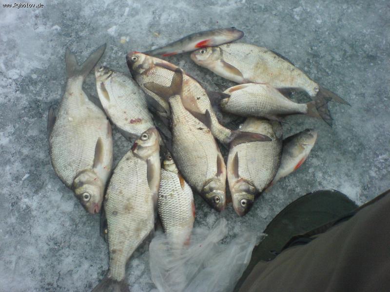 --Edersee 16.01.2010 - рыбалка (фотоальбом)