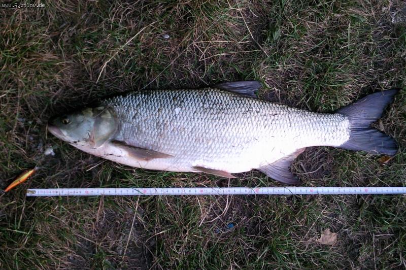 --2009 - ������� (����������)