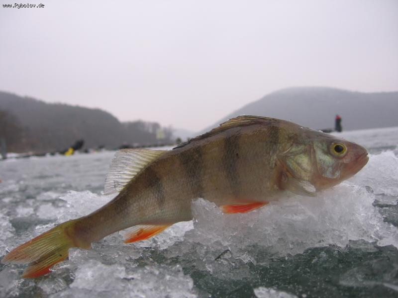 --Edersee -  ()