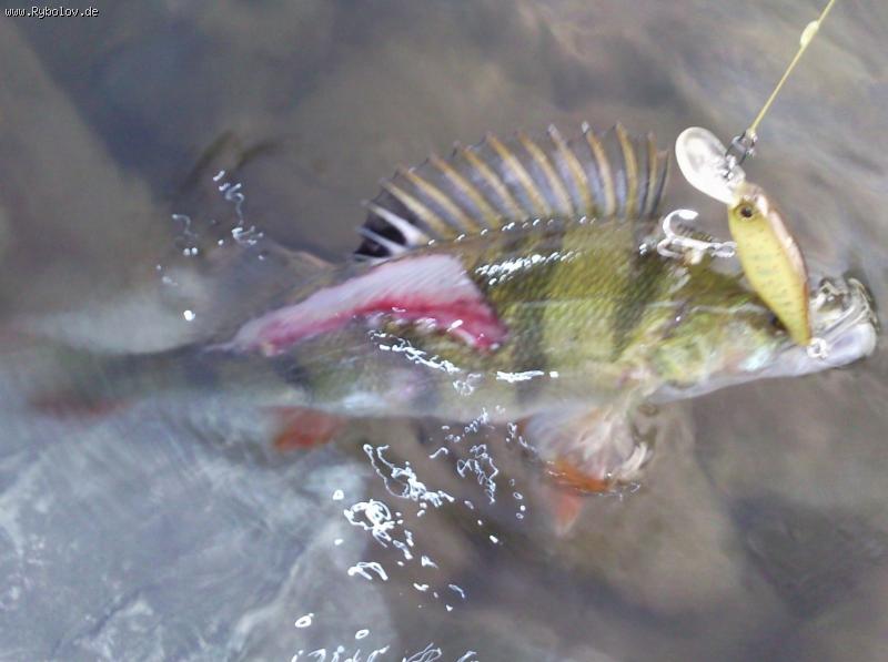 --2009 - ������� (����������)