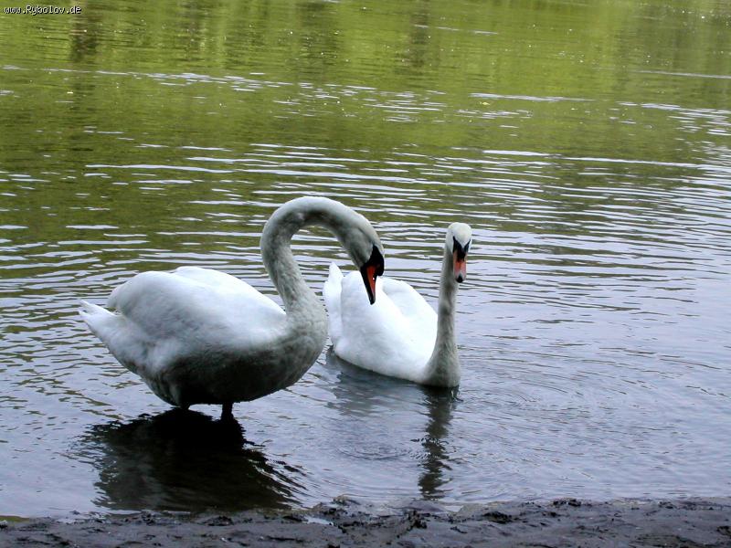 --����� - ������� (����������)