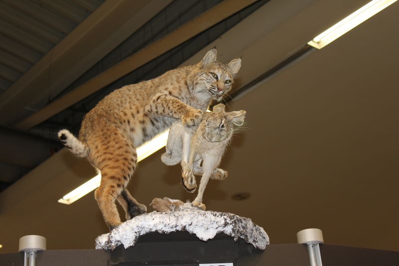 --Jagd & Hund  messe - ������� (����������)