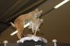 Jagd & Hund  messe -  ()
