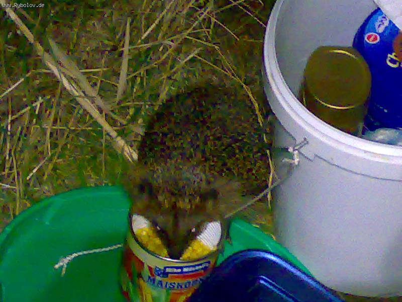 --������ ����� - ������� (����������)