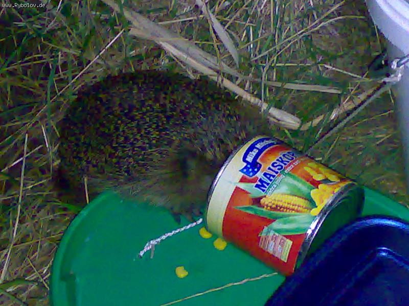 --������ ����� - ������� (����������)