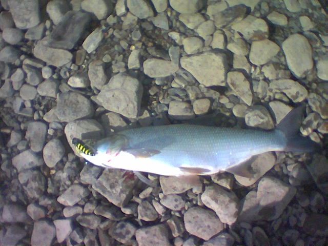 --����� �� ����� ���� - ������� (����������)