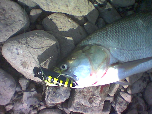 --����� 65�� 3�� - ������� (����������)